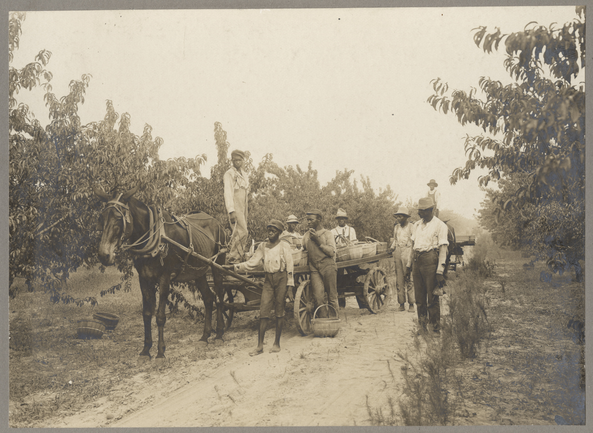 Peach Orchard Picking Gang